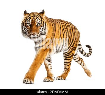 Tiger prowling, nähern und Blick auf die Kamera, isoliert Stockfoto