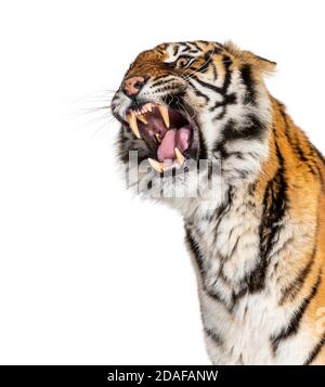 Nahaufnahme des Kopfes eines Tigers, der wütend aussieht und seinen Zahn zeigt Stockfoto
