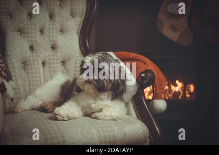 Shih Tzu Stammbaum Hund ruht in einem Stuhl bei der Feuer wartet auf den Weihnachtsmann am Heiligabend Stockfoto