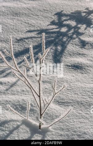 Einbaum mit Reif bedeckt in einer Winterlandschaft bei Samedan im Engadin, Graubünden, Schweiz Stockfoto