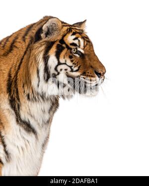 Seitenansicht Tiger's Head Portrait, Nahaufnahme, isoliert auf Weiß Stockfoto