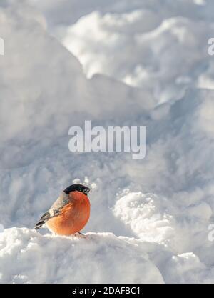 Männliche Bullfink (Gimpel), (Pyrrhula pyrrhula) im Winter, Deutschland Stockfoto