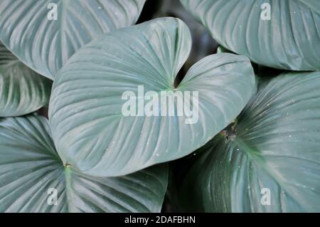 Proiphys amboinensis, Papplilie, Nördliche weihnachtslilie Pflanze Stockfoto