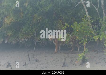 Erwachsene weibliche Bengaltiger guckt aus den Büschen hinein Ein nebliger Morgen am Sundarban Tiger Reserve von Westbengalen Staat in Indien Stockfoto