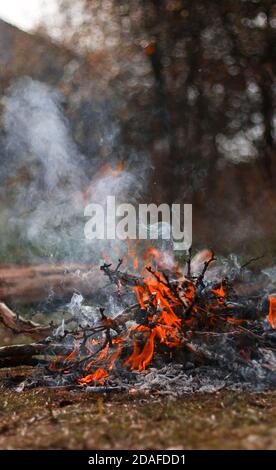 Lagerfeuer im Frühlingswald. Feuerkohlewald. Stockfoto