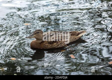 Ente schwimmt in der Stadt See. Stockfoto