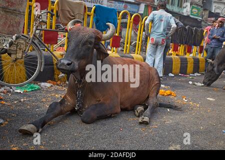 Varanasi, Indien, Dezember 2015. Eine heilige Kuh auf einer Stadtstraße. Stockfoto