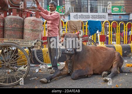 Varanasi, Indien, Dezember 2015. Eine heilige Kuh auf einer Stadtstraße. Stockfoto