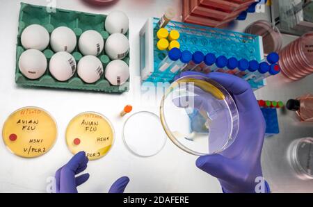 Wissenschaftliche Probenahme von Eiern in schlechtem Zustand, Analyse der Vogelgrippe beim Menschen, konzeptuelles Bild Stockfoto