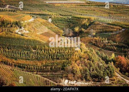 Apfelgarten (Golden Delicious Apple) im Herbst von oben gesehen, Trentino-Südtirol, Provinz Trient, Italien, Südeuropa. Stockfoto