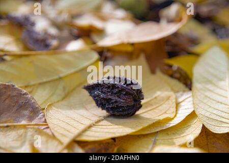 Eine reife Butternut (weiße Walnuss (Júglans cinérea lat.)) liegt auf den gefallenen Butternut-Blättern, Moskau, Russland Stockfoto