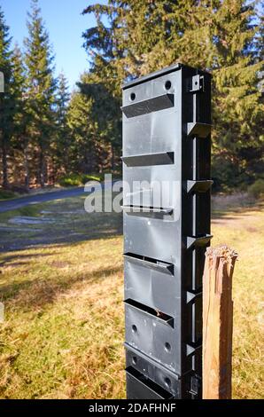 Nahaufnahme der Rindenkäferfalle im Wald, selektiver Fokus. Stockfoto