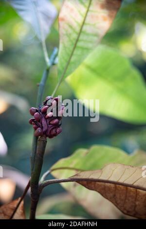 Überreife Magnolienfrucht wächst auf dem Baum, Moskau, Russland Stockfoto