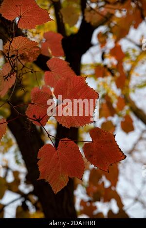 Rote Traubenblätter gegen den Baumstamm, Moskau, Russland Stockfoto