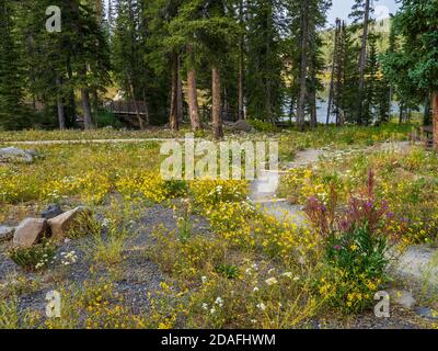 Pfad und Blumen, Glacier Springs Picnic Area, Grand Mesa, Colorado. Stockfoto