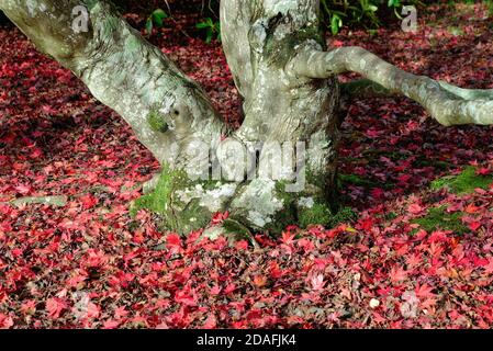 Baumstamm und gefallene rote Blätter eines Acer palmatum In Herbstfarben Stockfoto