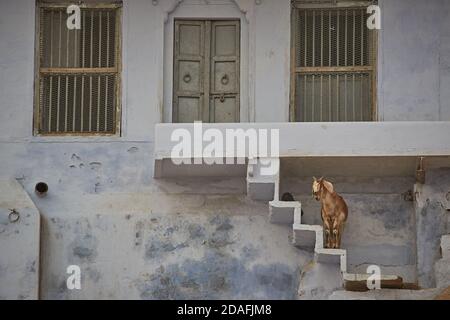 Varanasi, Indien, Dezember 2015. Eine Ziege auf einer Leiter, die nirgendwo hinführt. Stockfoto