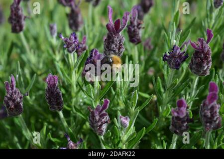 Biene auf Lavendel Pflanze sammeln Pollen Stockfoto