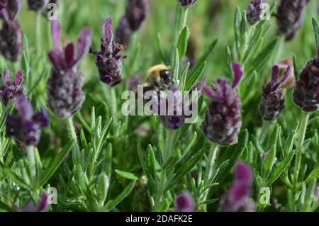 Biene auf Lavendel Pflanze sammeln Pollen Stockfoto