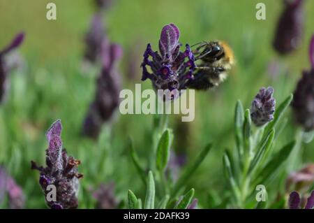 Biene auf Lavendel Pflanze sammeln Pollen Stockfoto