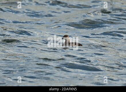 Kleiner Grebe (Tachybaptus ruficollis poggei) Erwachsene schwimmen im Hafen Choshi, Chiba Präfektur, Japan Februar Stockfoto