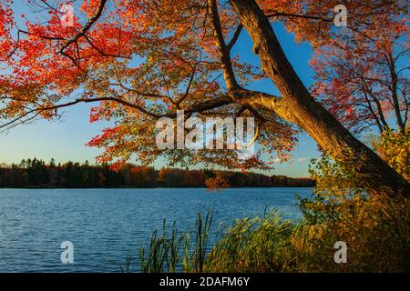 Brady's Lake, ein Erholungssee auf Pennsylvania State Game landet im Herbst in den Pocono Mountains. Stockfoto