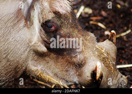 Warthog (Phacochoerus africanus), Seitenansicht, Nahaufnahme des Kopfes und Zeigen, Auge, Stoßzähne & Gesichtswattles Diese Mitglieder der Schweinefamilie stammen aus Afrika Stockfoto