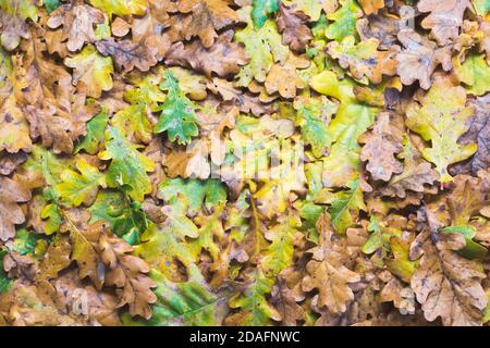 Eichenblätter Hintergrund. Voller Herbstfarben. Die Herbstsaison ist farbenfroh in der Natur. Grüne, gelbe und braune Farbtöne. Stockfoto