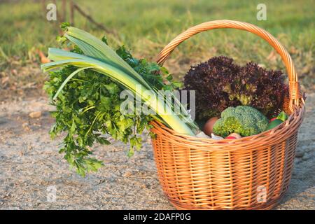 Frisches Gemüse aus dem eigenen Garten im Weidenkorb. Detail über die Ernte gerade gesammelt. Konzept der lokalen Marktunterstützung. Stockfoto