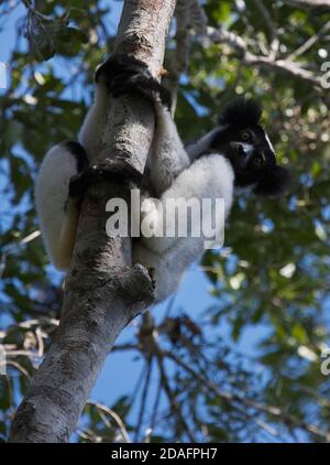 Indri (Indri Indri), größten Lemur, im Wald, Perinet Reservat, Madagaskar Stockfoto