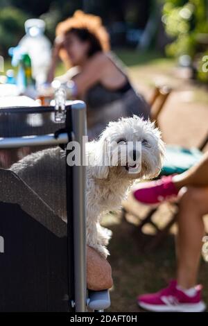 Malteser Hund auf einem Stuhl im Freien Stockfoto