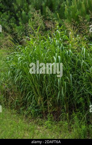 Eine Vielzahl von ausgewachsenen hohen Gräsern, die zusammen wachsen Eine Gruppierung in einem Feld mit kleinen Kiefern in Der Hintergrund Stockfoto