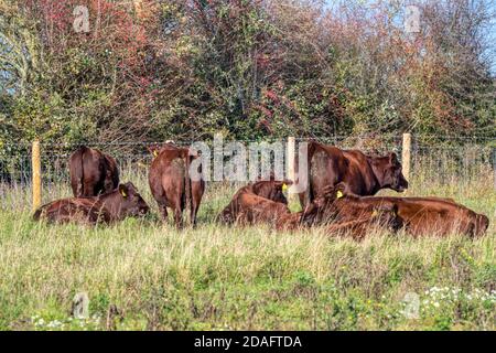 Red Poll Cows & Heffers stellte das Ken Hill Rewilding Projekt in Norfolk als konservierende Weidetiere vor. Stockfoto