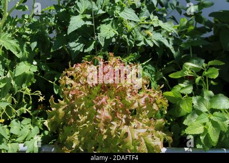 Roter Blattsalat, Lactuca sativa, wächst in einem Garten zwischen Tomatenpflanzen und Zitronenmelisse Stockfoto