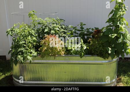 Ein Hochbeet Gemüsegarten mit Wachsbohnen, Zitronenmelisse, Minze, Rotblatt Salat und Tomaten in einem Garten im Hinterhof Stockfoto