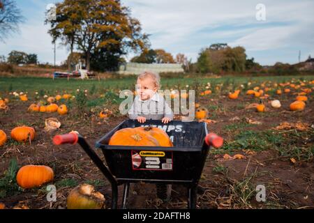 Kleinkind Kürbis Kommissionierung für Halloween Stockfoto