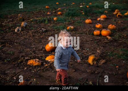 Kleinkind Kürbis Kommissionierung für Halloween Stockfoto