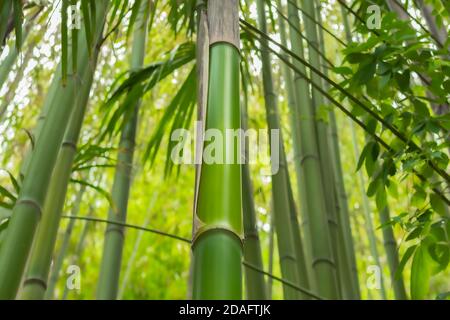 Bambus vom Boden aus gesehen. Stockfoto