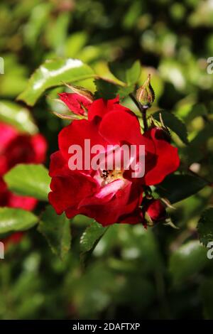 Rose in einem britischen Garten Stockfoto