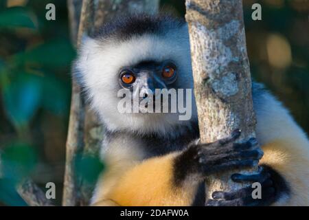 Coquerel Sifaka (Propithecus Coquereli), Madagaskar Stockfoto