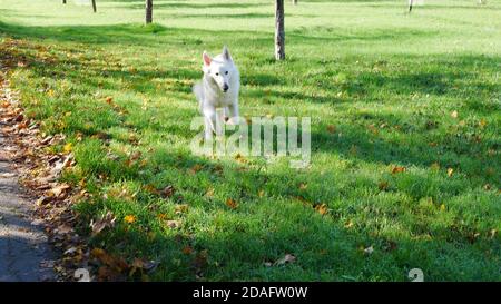 Weißer Schäferhund (Berger Blanc suisse) Laufen und Springen über grünes Gras mit Sonnenlicht und Schatten Im Herbst Spaß haben Stockfoto