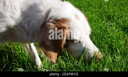 Brittany Setter Hundemischung schnüffeln im grünen Gras für Interessante Gerüche Stockfoto