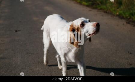 Brittany Setter Mix Hund suchen während eines Spaziergangs in Die Sonne Stockfoto