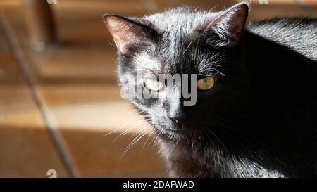 Schwarze männliche Katze mit gelben Augen, die grimmiges Aussehen haben Stockfoto