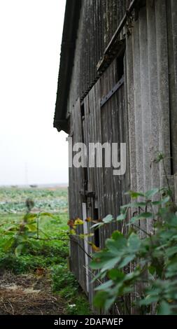 Alte verfaulte unheimliche Scheune auf den Feldern mit geschlossenem Tor Stockfoto