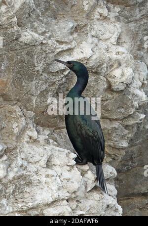 Pelagische Kormoran (Phalacrocorax pelagicus pelagicus) Erwachsenen auf dem Rock stack Hokkaido, Japan März Stockfoto