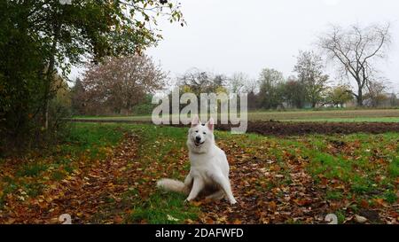 Weißer Schäferhund (Berger Blanc Suisse) Sich selbst kratzen, während er auf einem Boden aus Herbstblättern sitzt Mit Bäumen und Sträuchern herum Stockfoto