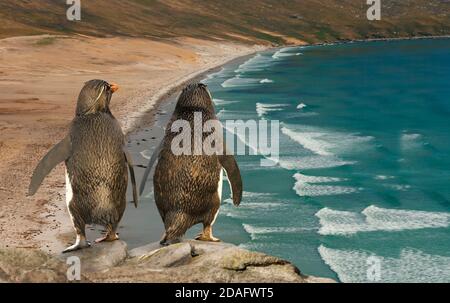 Nahaufnahme von zwei Steintrichter Pinguinen Blick auf den blauen Ozean, Saunders, Falkland Islands. Stockfoto