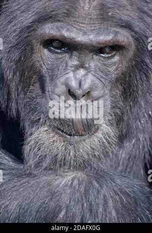 Schimpanse, Samburu, Kenia Stockfoto