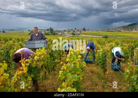 Traubenpflücker arbeiten in Domaine de la Romanee-Conti Parzelle von Le Montrachet Weinberg mit Wetterfront Chassagne -Montrachet hinter, Burgund Frankreich Stockfoto